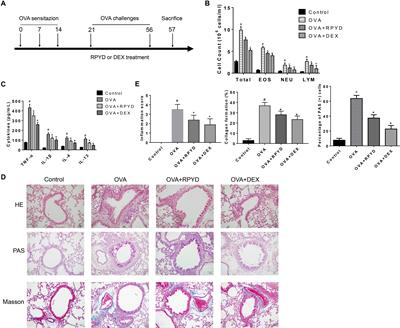 Recombinant Pyrin Domain Protein Attenuates Airway Inflammation and Alleviates Epithelial-Mesenchymal Transition by Inhibiting Crosstalk Between TGFβ1 and Notch1 Signaling in Chronic Asthmatic Mice